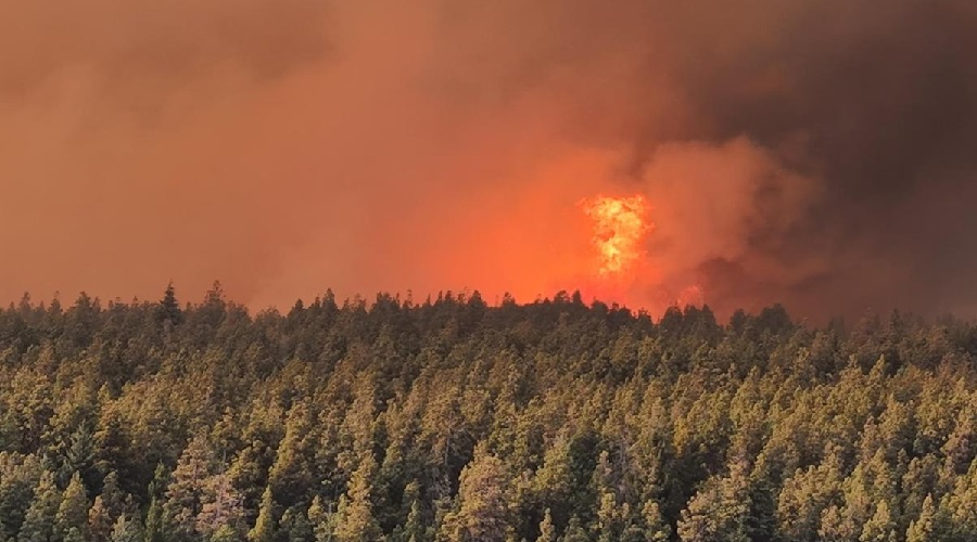 Imagen del contenido Comunicado Obispos Patagónicos ante los incendios